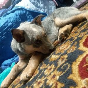 Meet your Posher, Chloe